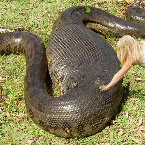 26ft long snake discovered in Amazon Scientists have discovered a previously undocumented species of giant anaconda in the Amazon which they say can grow up to …